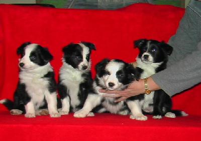 Mean tyt�t 6 vko kuva M-L L�nnholtz